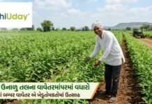 ગુજરાતમાં ઉનાળુ તલના વાવેતરમાં વધારો