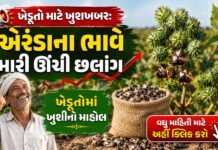એરંડામાં જબરદસ્ત તેજી! જાણો ગુજરાતની વિવિધ યાર્ડના આજના તાજા ભાવ
