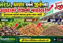 એરંડા, ધાણા અને જીરુંના વાયદામાં તેજી! ગુજરાતના યાર્ડમાં આજના બજારભાવ જાણો