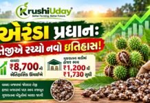 એરંડા પ્રધાન: તેજીએ રચ્યો નવો ઇતિહાસ! વાયદા ₹8,700ની ઐતિહાસિક સપાટીએ